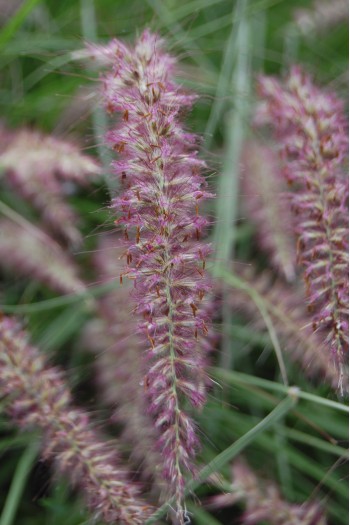 Пенісетум східний `Карлі Роуз` | Pennisetum orientale `Karley Rose` | Пенисетум восточный `Карли Роуз`